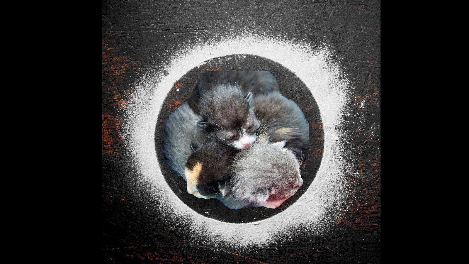 inc found kittens flour trick