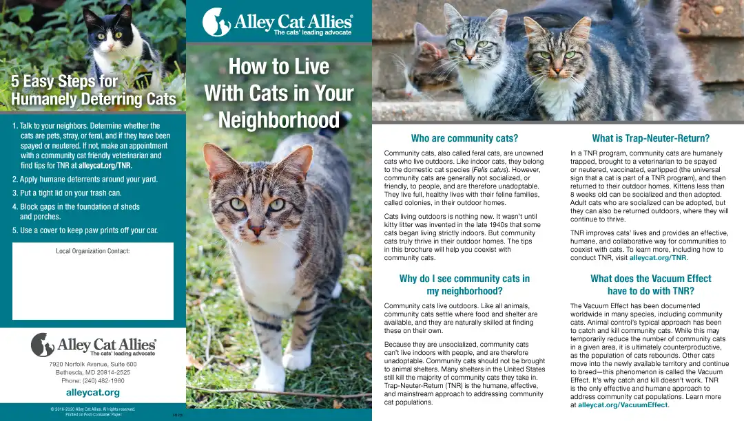 how to live with cats in your neighborhood 1