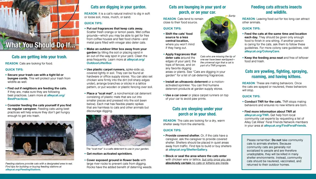 how to live with cats in your neighborhood 2