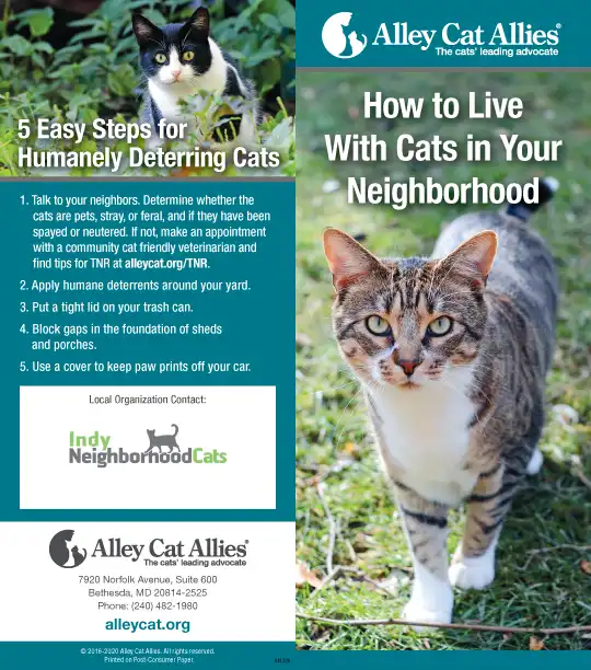 how to live with cats in your neighborhood thumb