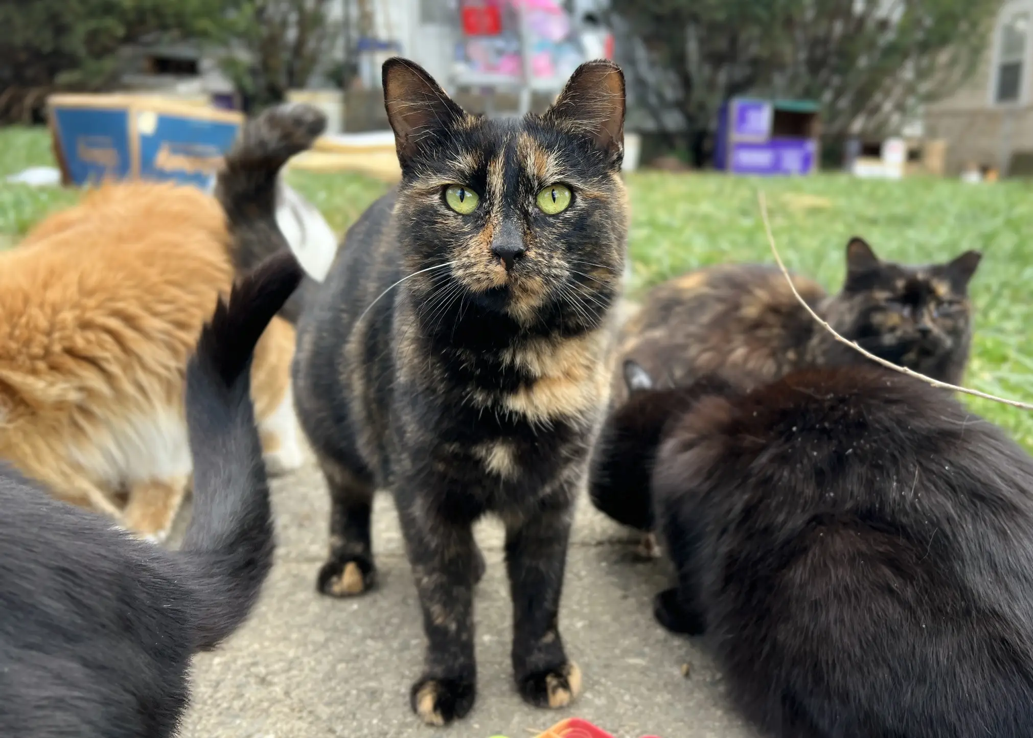 inc colony caretakers ©rob day