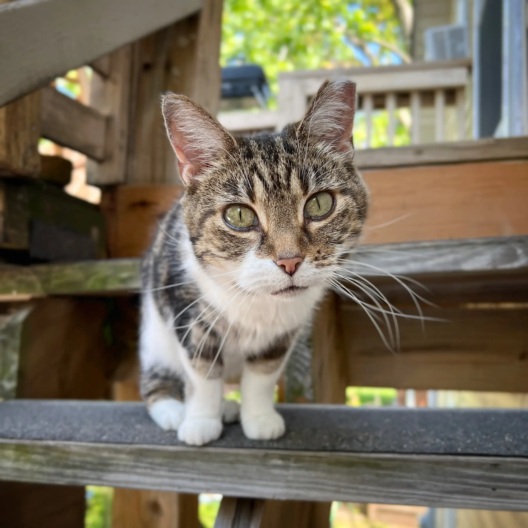 inc community cat ©rob day