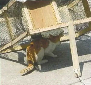 inc drop trap instructions 1