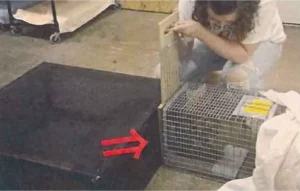 Drop Trap Tips inc drop trap instructions 2