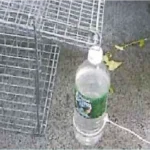 Drop Trap Tips inc drop trap instructions 3