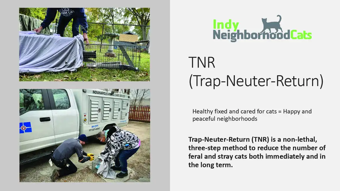 History of TNR in Indianapolis inc history of tnr in indianapolis 1