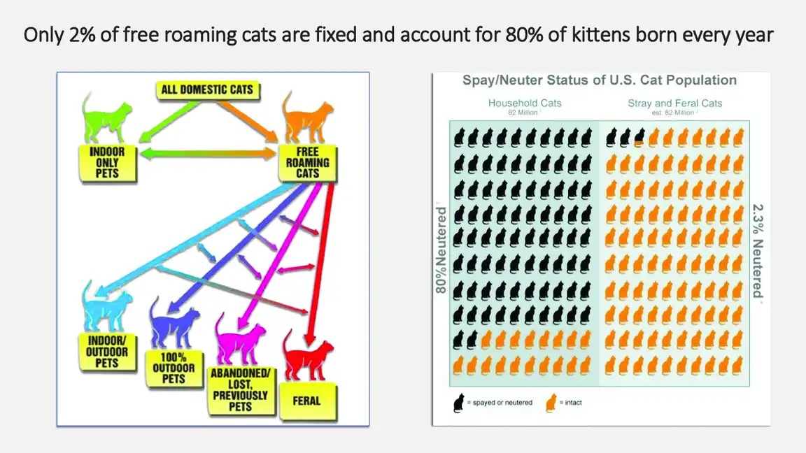 History of TNR in Indianapolis inc history of tnr in indianapolis 2