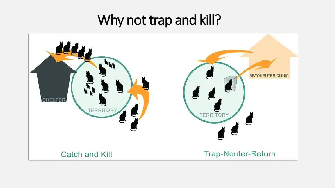 History of TNR in Indianapolis inc history of tnr in indianapolis 3