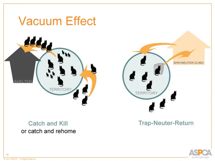 inc tnr and colony care 10