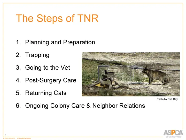 inc tnr and colony care 11