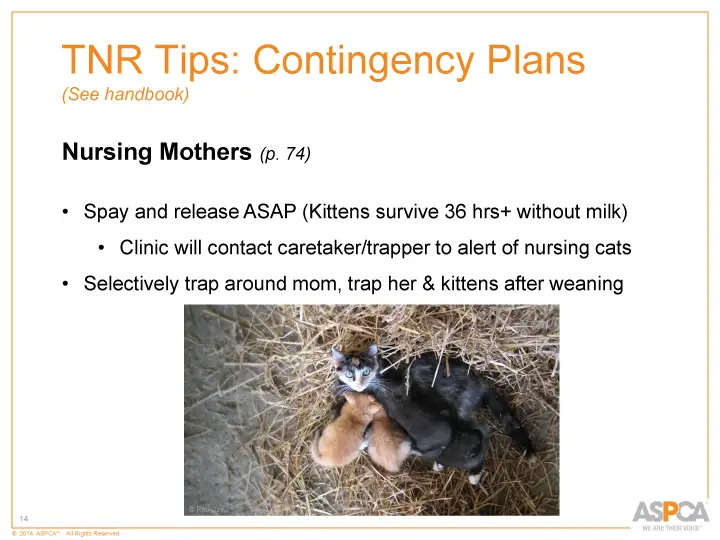 inc tnr and colony care 14