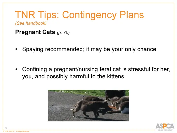 inc tnr and colony care 16