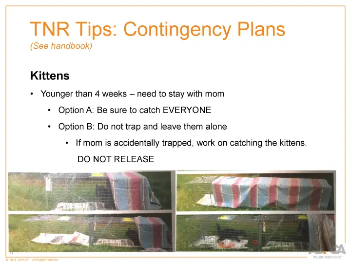inc tnr and colony care 17