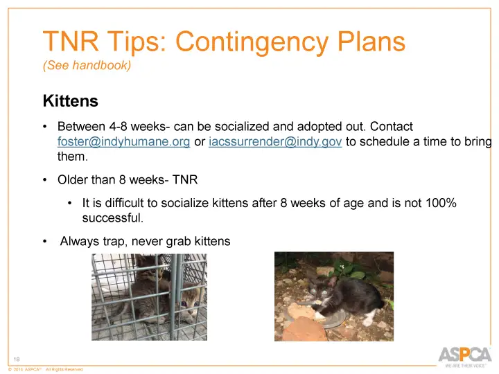 inc tnr and colony care 18