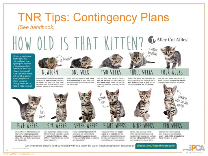 inc tnr and colony care 19