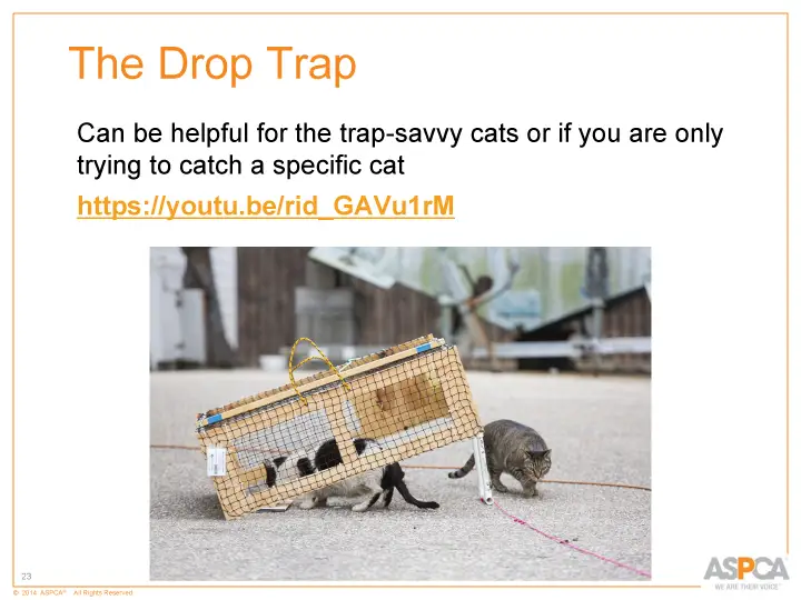 inc tnr and colony care 23