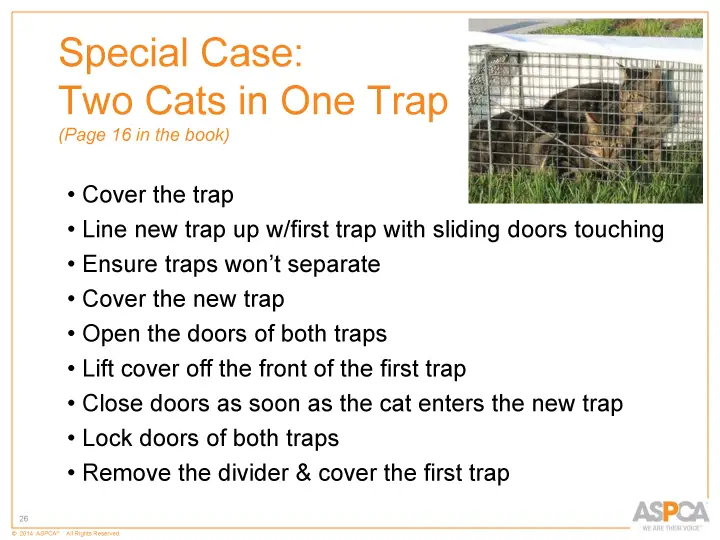 inc tnr and colony care 26