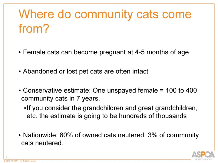 inc tnr and colony care 5