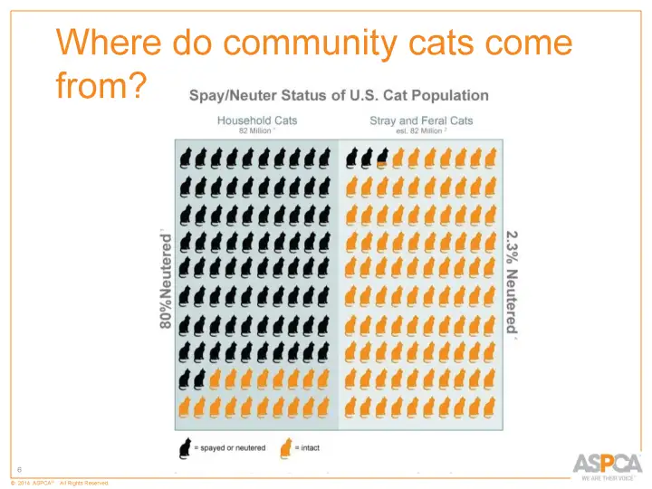 inc tnr and colony care 6