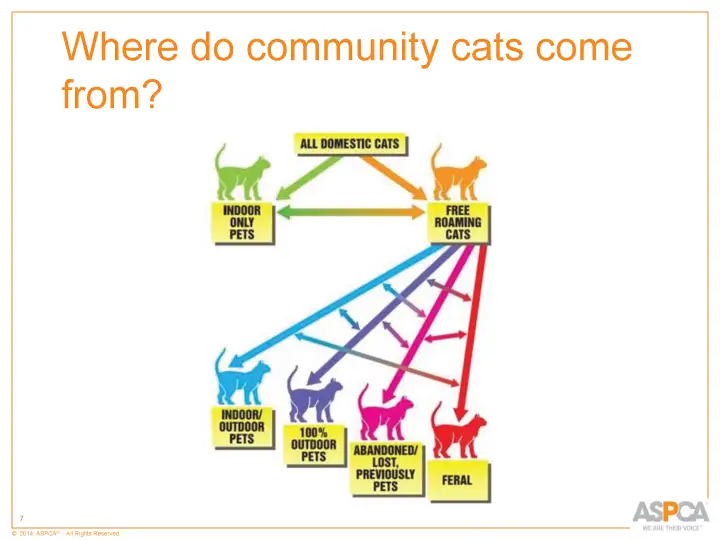 inc tnr and colony care 7