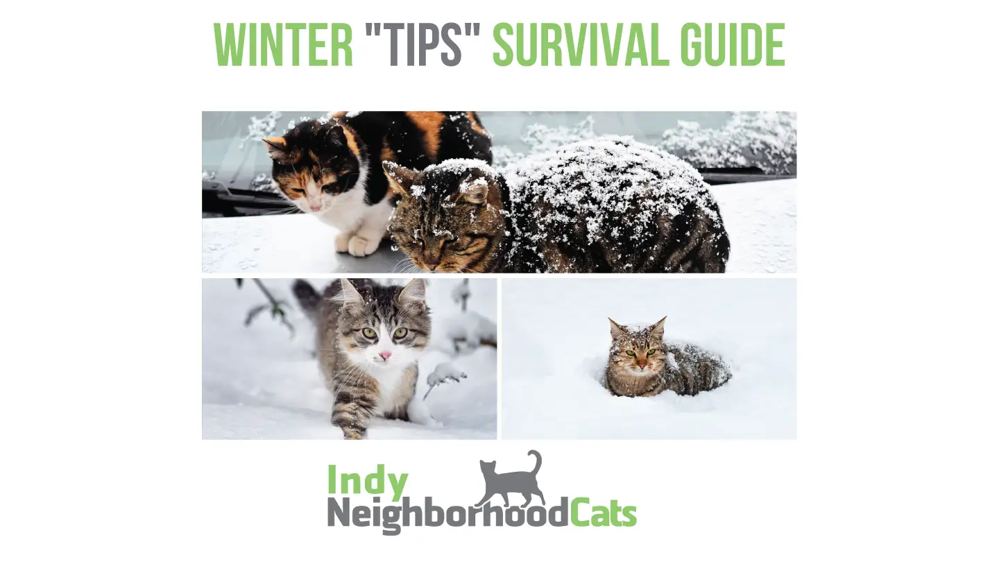 inc winter survival guide 1