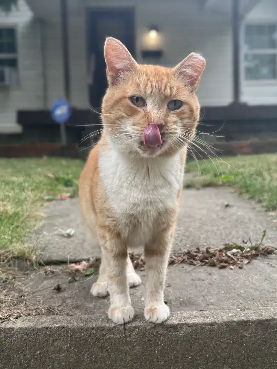 inc community cat v10 ©rob day