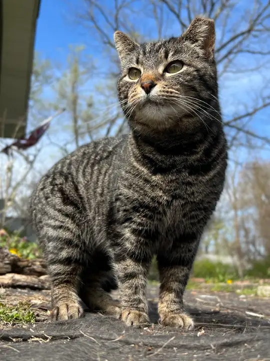 inc community cat v11 ©rob day