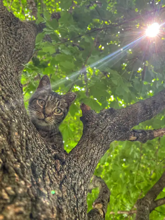 inc community cat v12 ©rob day