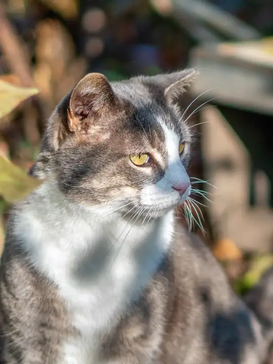 inc community cat v3 ©rob day