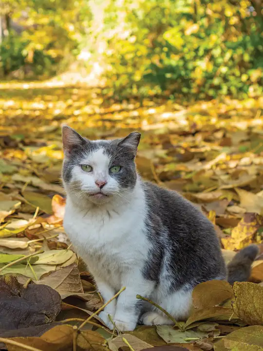 inc community cat v4 ©rob day