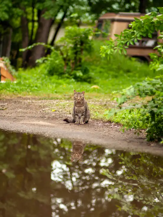 inc community cat v5 ©rob day