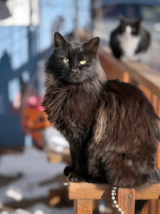 inc community cat v8 ©rob day