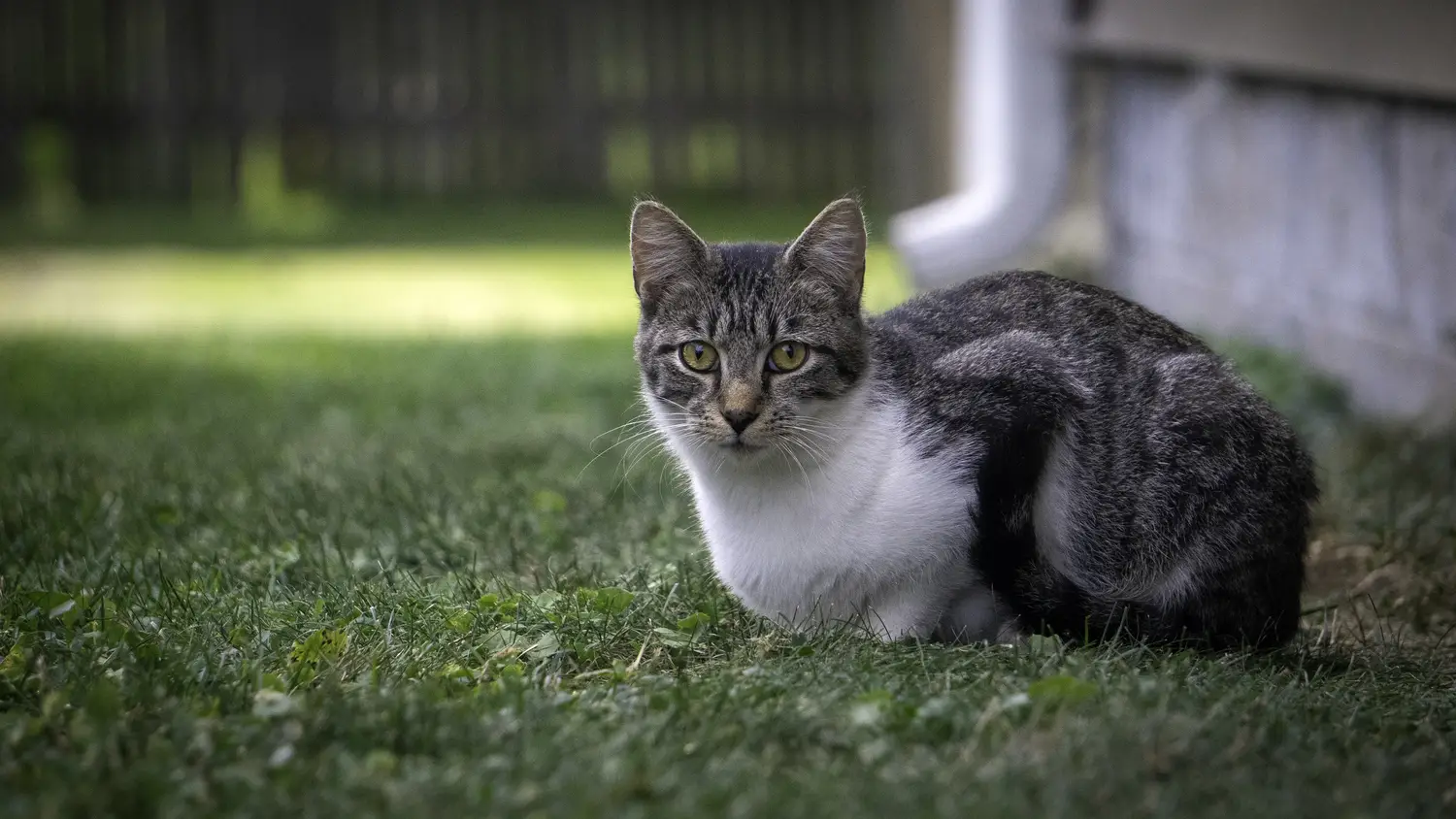 inc community cat11 ©rob day