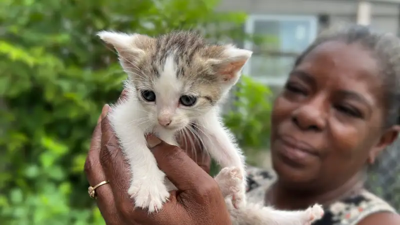 inc humans with cats2 ©rob day