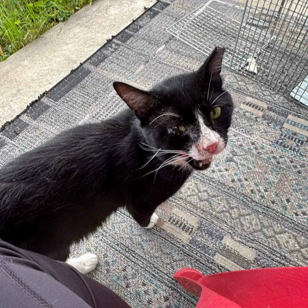 INC Community Cat Program
