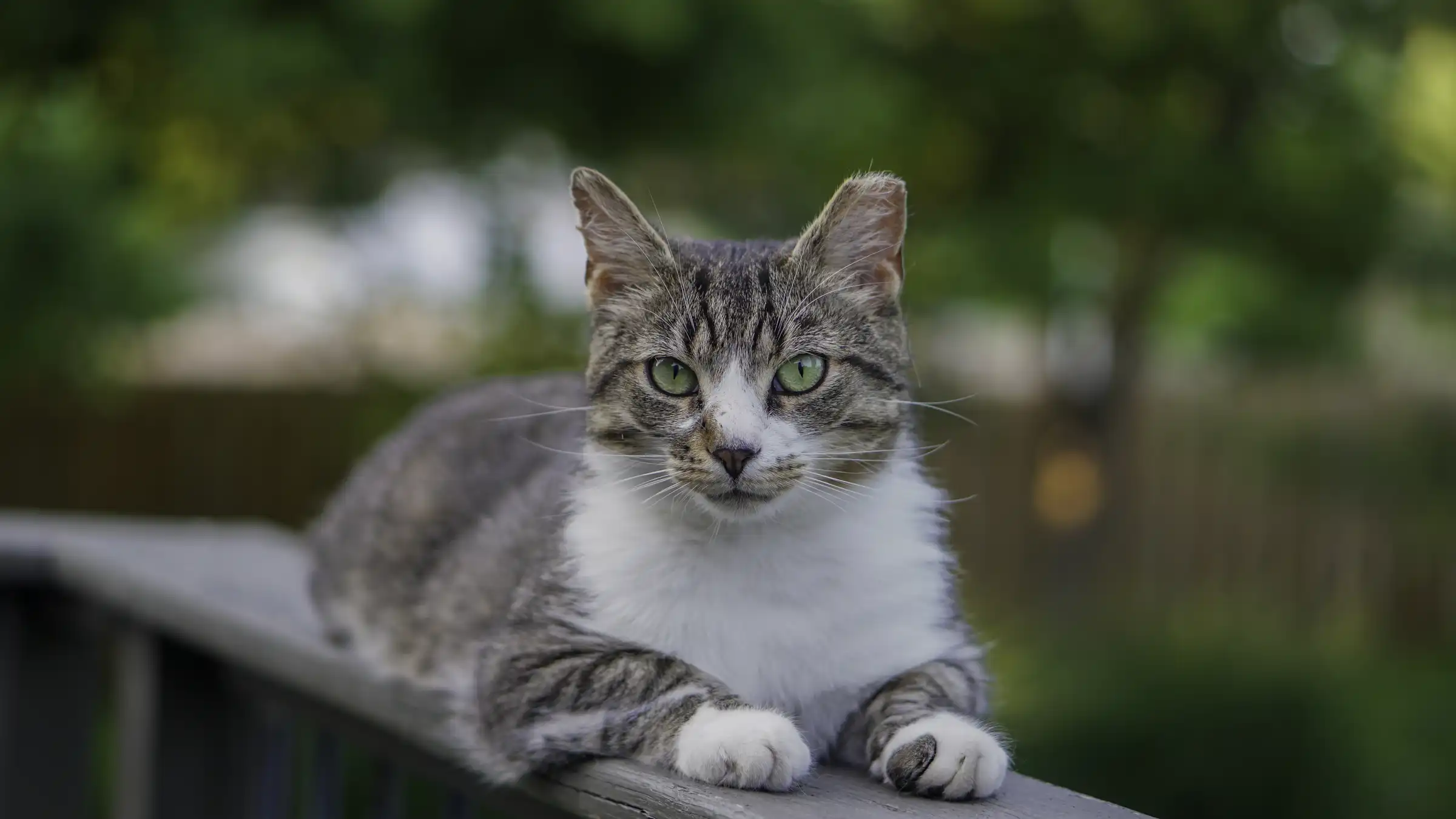inc community cat20 ©rob day