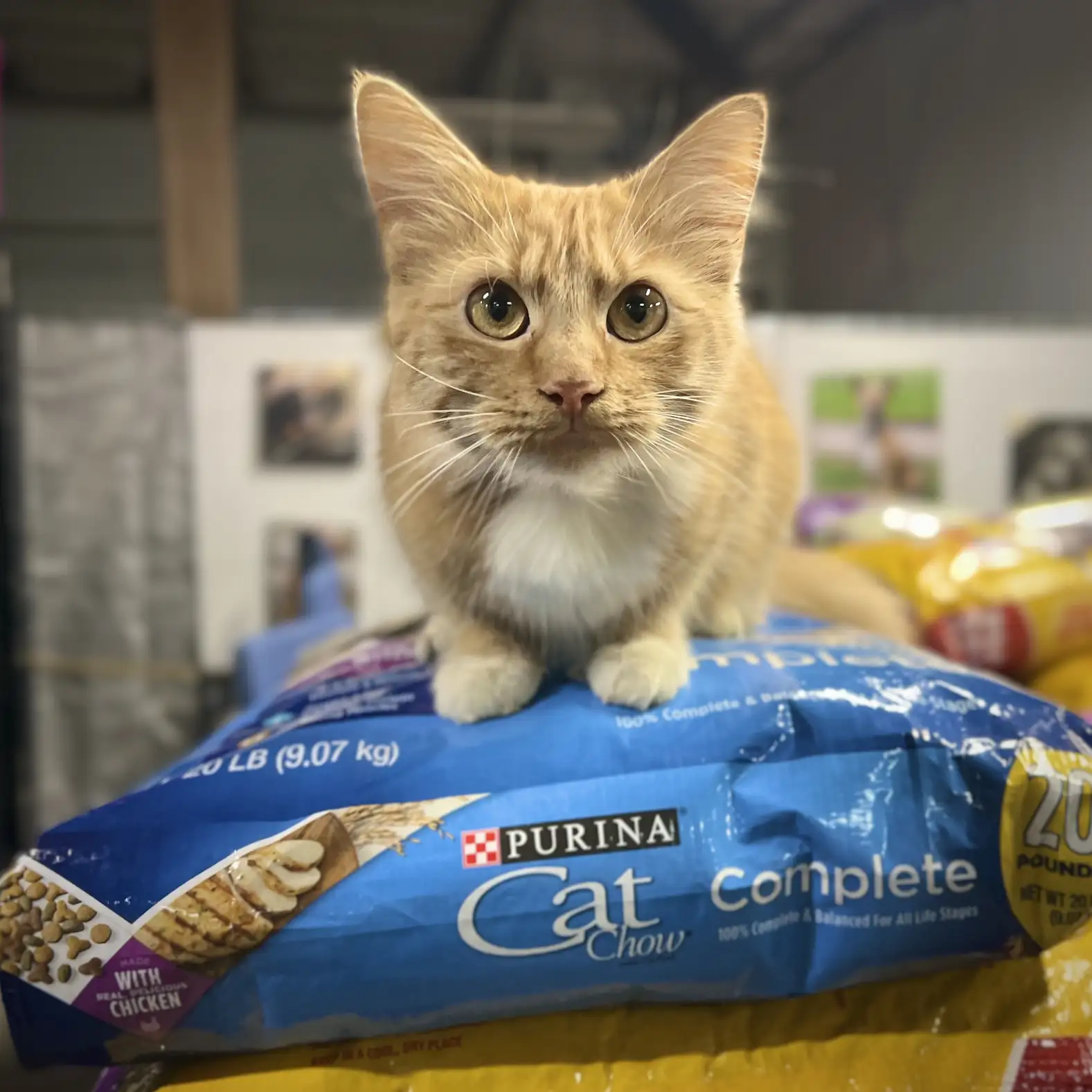 inc food pantry working cat