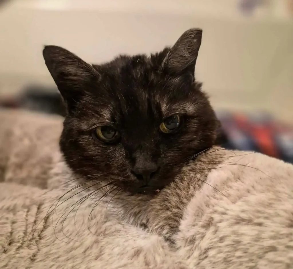 indy neighborhood cats, foster program 1