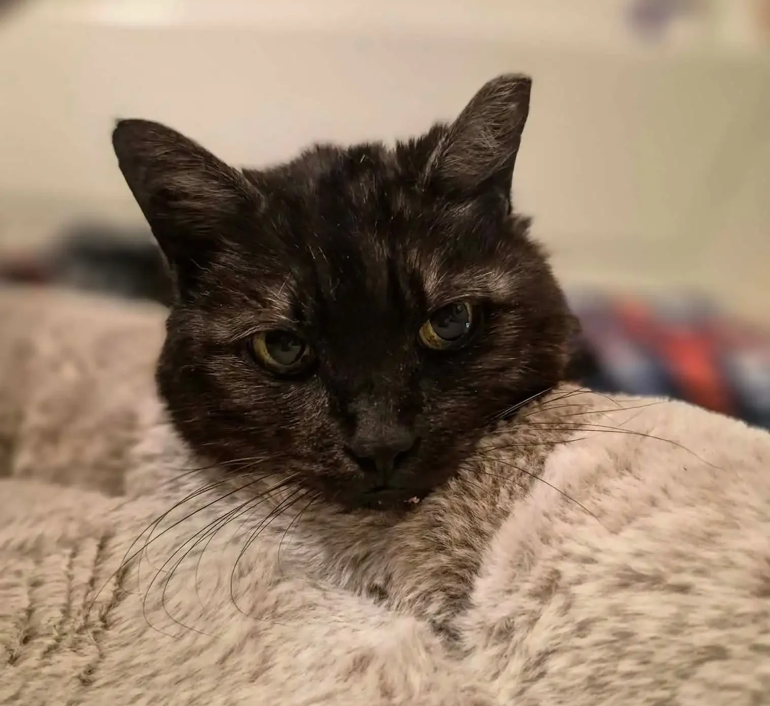 indy neighborhood cats, foster program 1