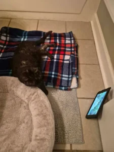 indy neighborhood cats, foster program 2