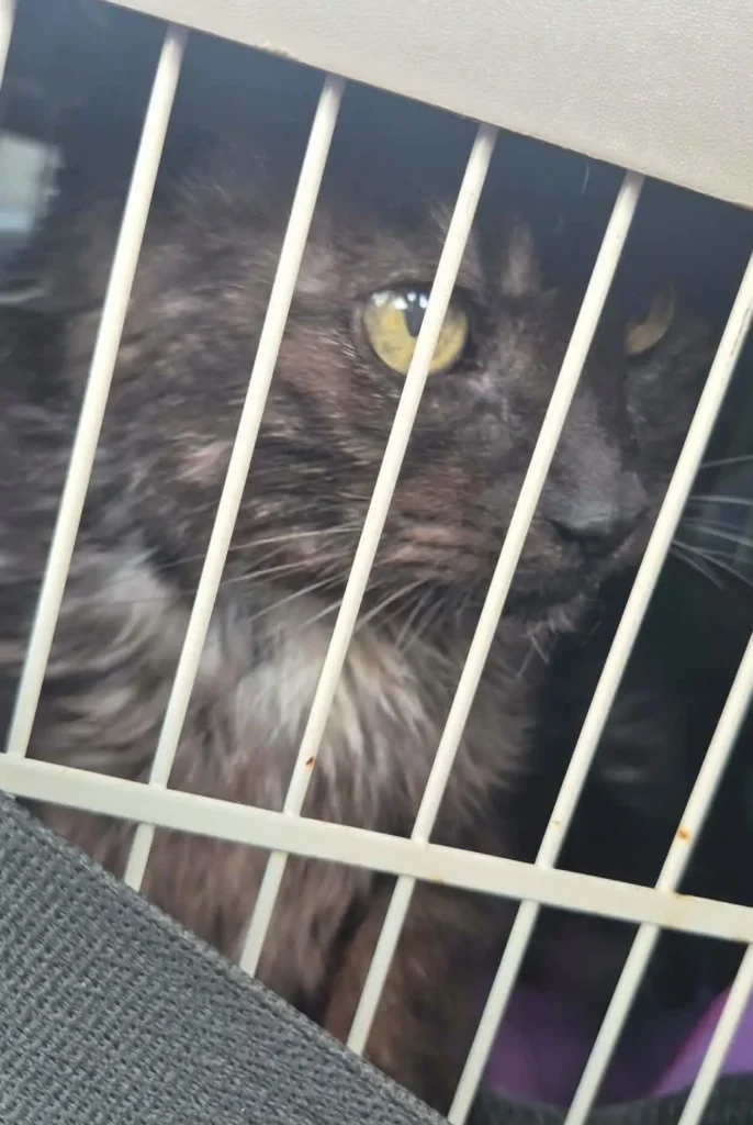 indy neighborhood cats, foster program 3